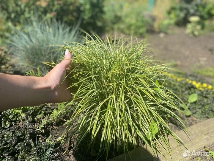 Злаковые растения