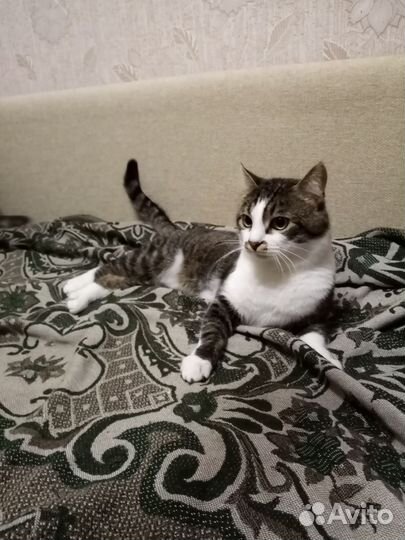 Маркиз, любезный 