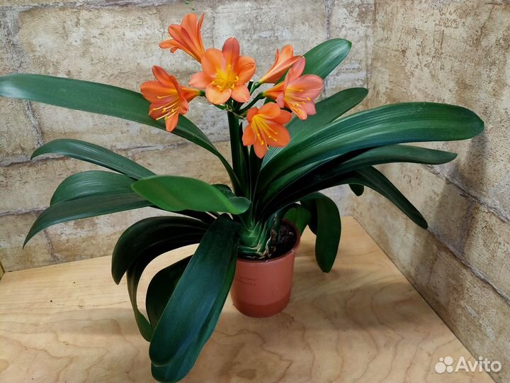 Комнатные растения с фото