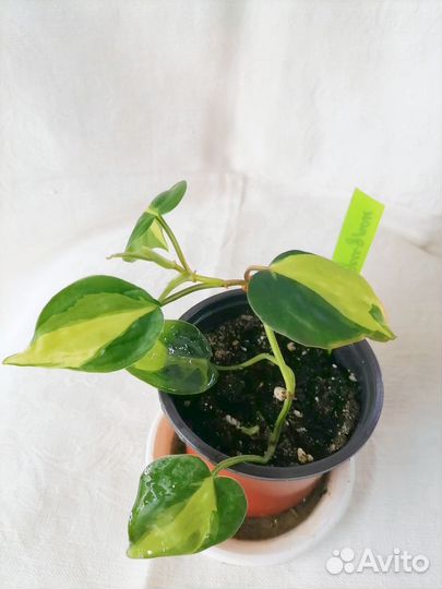 Эписция, филодендрон, аихризон