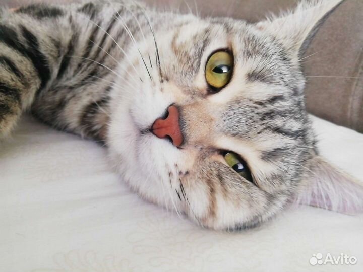 Вязка Шотландский кот