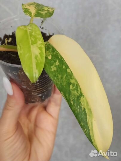 Филодендрон Доместикум