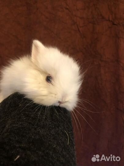 Карликовые домашние крольчата.1 мес