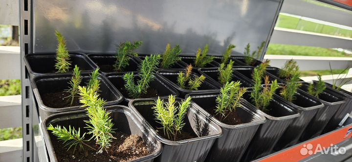 Можжевельник