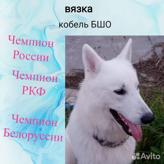 Вязка бшо (кобель)
