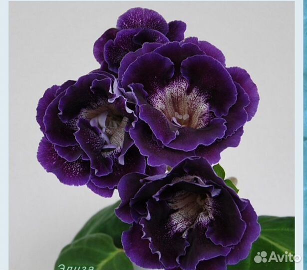 Глоксинии сортовые