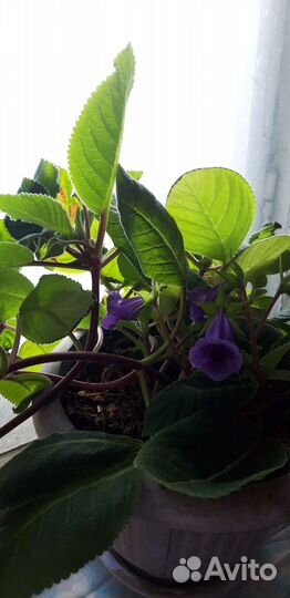 Спатифиллум, бамбук, глоксиния