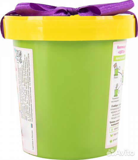 Незабудка голубая в горшке