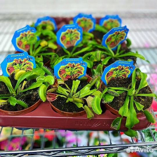 Хищное растение Дионея Мусципула / Венерина Мухоло