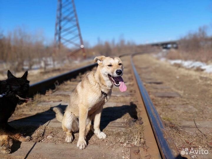 Собаки бесплатно в добрые руки
