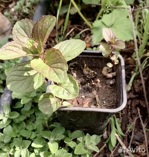 Мята сортовая