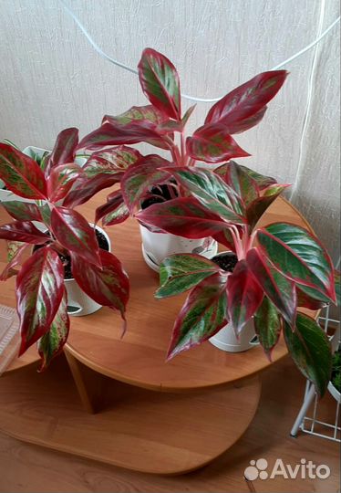 Комнатные растения