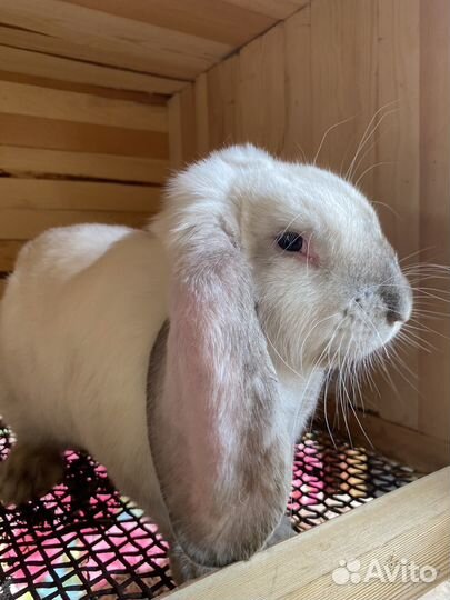 Кролики породы французский баран