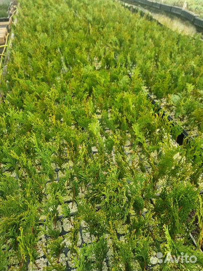 Чернозем 1-й сорт,перегной 3г,доставка,камаз 15т