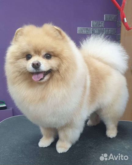 Стрижка собак