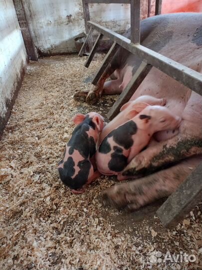 Чистопородный Пьтрен Макстер