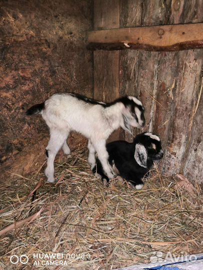 Козлята козы разной породы