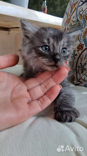 Котята в добрые руки бесплатно