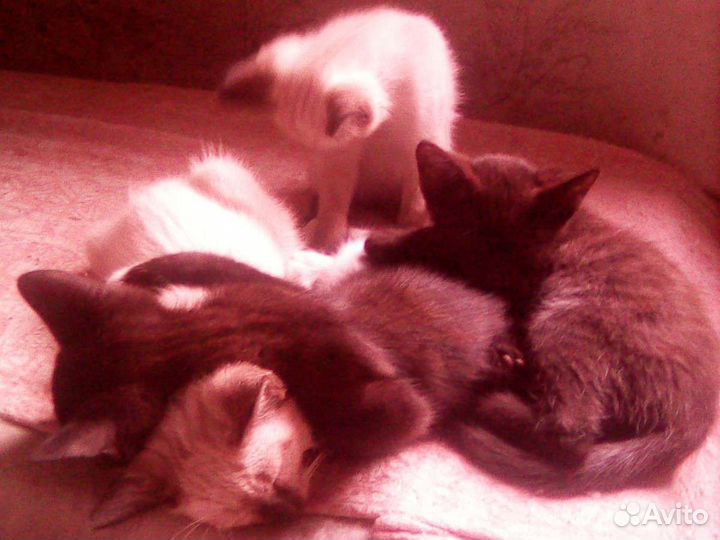 Отдам котят в добрые руки