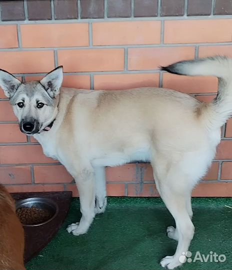 Собака подросток в добрые руки