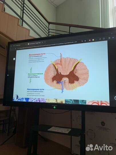 Репетитор по химии и биологии ЕГЭ