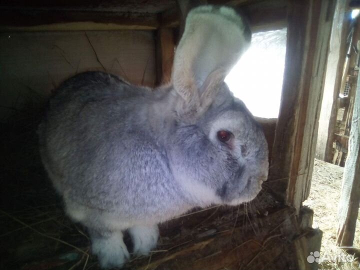 Кролики мясных пород