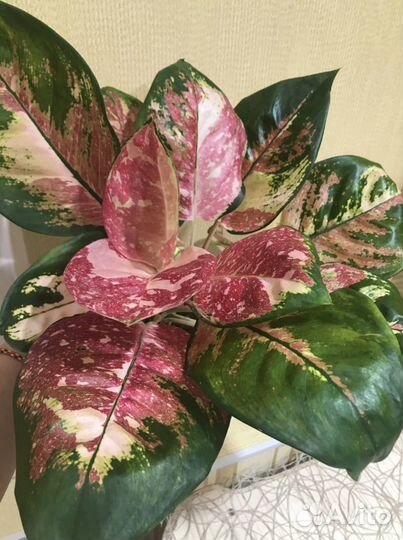 Aglaonema Rattana Rung Rueng