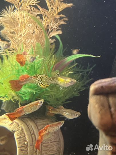 Рыбки гуппи