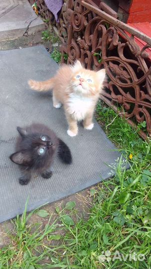 Котята в добрые руки бесплатно