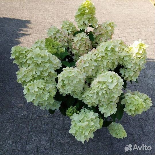 Гортензия метельчатая Бонфаер