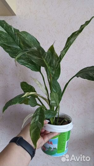 Спатифиллум вариегатный