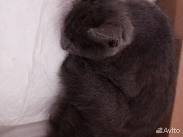 Кот в добрые руки