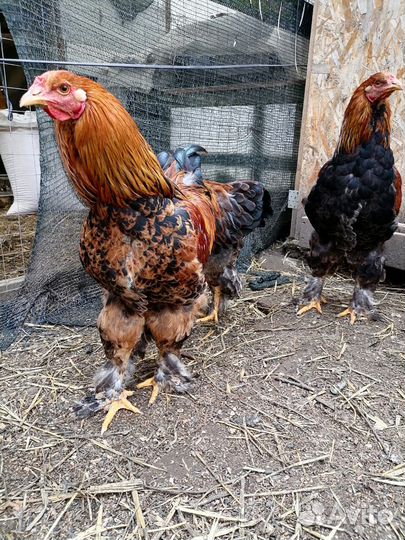 Петух брама