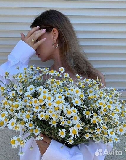 Ромашки букет