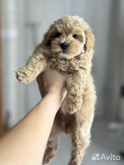 Щенки мальтипу f1 мини