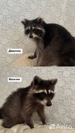 Щенки енота-полоскуна