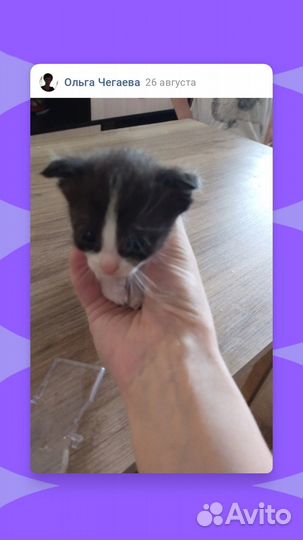 Отдам котят