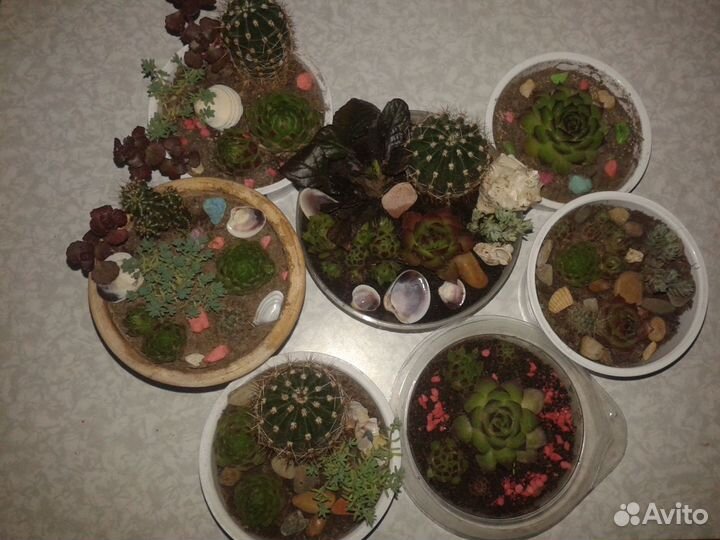Продаю флорариумы