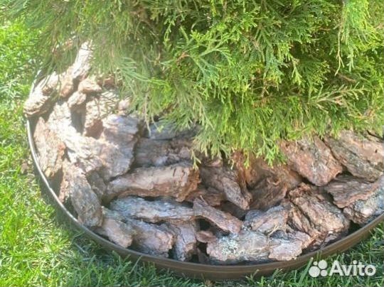 Кора сосны крупная