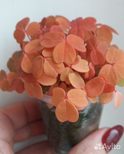 Оксалисы Plum Grazy, Sunset Velvet, Мармер и др