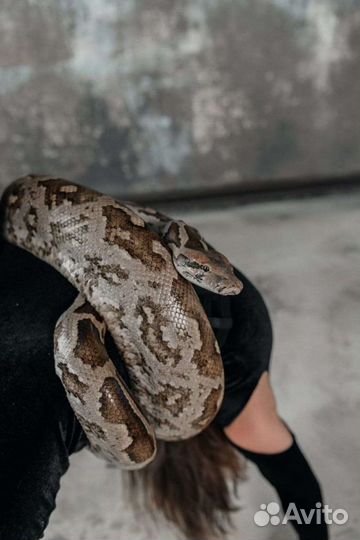 Аренда питона, попугая
