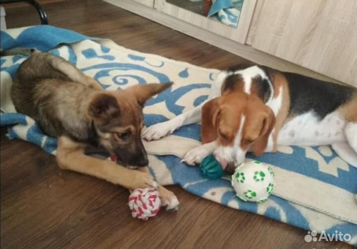 Передержка собак