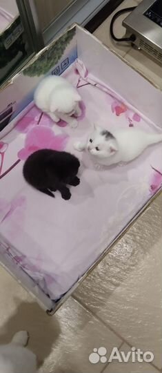 Домашние животные котята