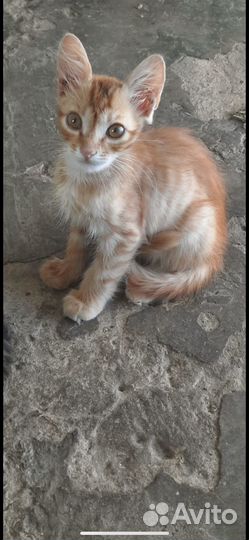 Раздаю маленьких и ласковых котят