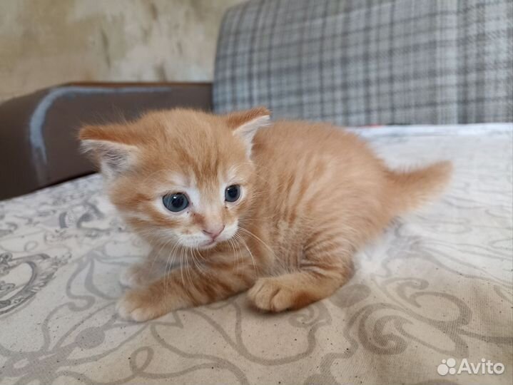 Котики бесплатно в добрые руки