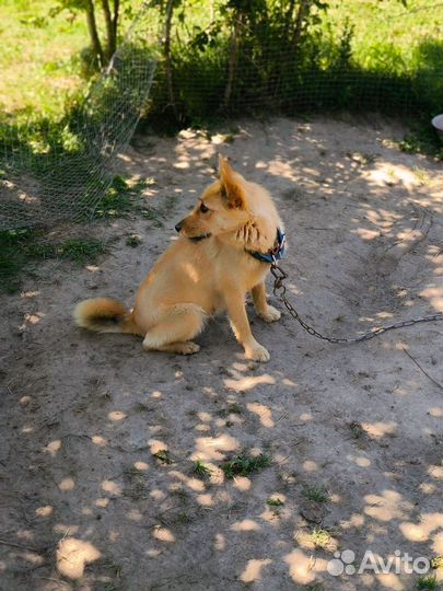 Собака из приюта в дар