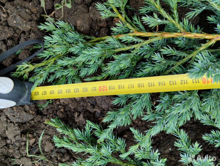 Можжевельник чешуйчатый Блю Карпет