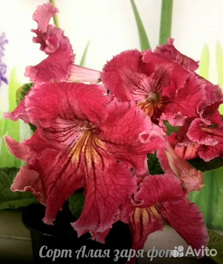 Стрептокарпусы (часть 2)