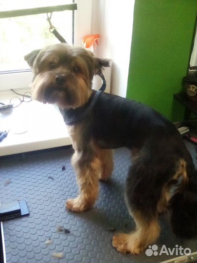 Стрижка собак в салоне