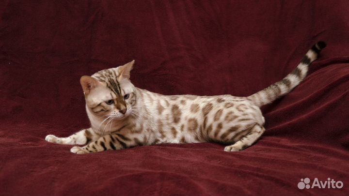 Бенгальский кот вязка